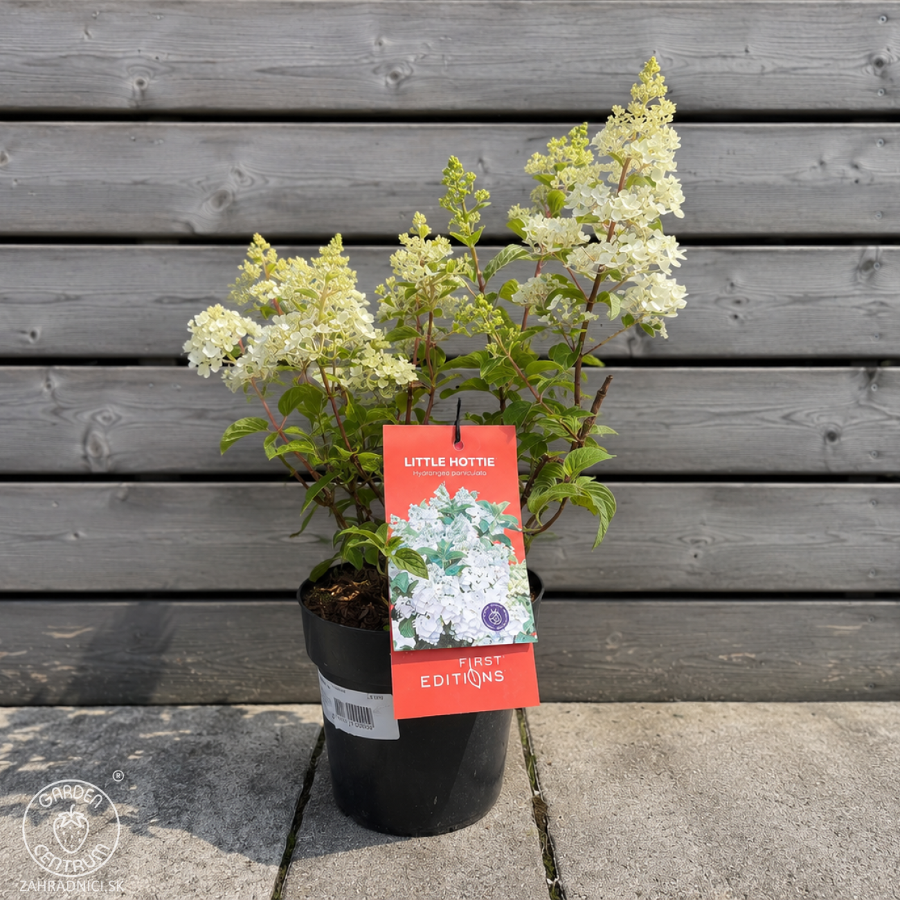 Obrázok Hortenzia metlinatá (Hydrangea paniculata) ´LITTLE HOTTIE´ - výška 15-25 cm, kont. C3L